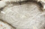 Araucaria Petrified Wood From Madagascar - #47400-1